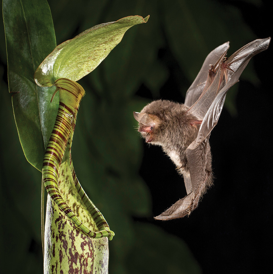 What The Fauna Hardwicke S Woolly Bats Are Known To Roost Inside   Tumblr Nkef4nTG041tqcqb6o1 1280 