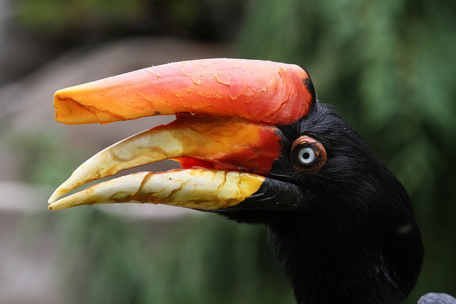 African Hornbill by Mark Dumont on Flickr. - THE ANIMAL EFFECT