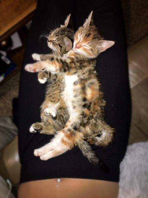 cuteness–overload:This is how our new foster kittens...