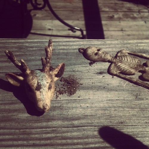 visiblegrain:#skeleton #deer #momentomori