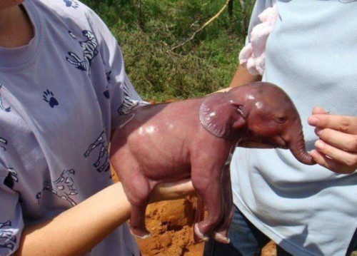 xxziggystardust:Newborn baby elephant