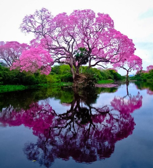 coiour-my-world:Piúva Tree (Pink Trum­pet tree) 