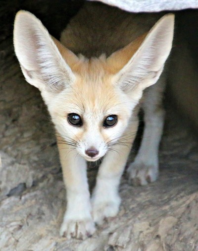 Cute Baby Fennec Fox Tumblr