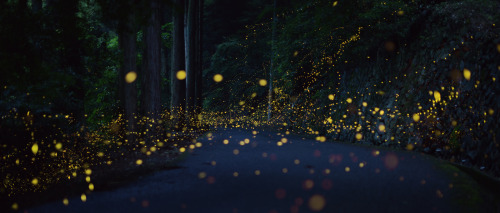 landscape-photo-graphy:Gold Fireflies Dance Through Japanese...