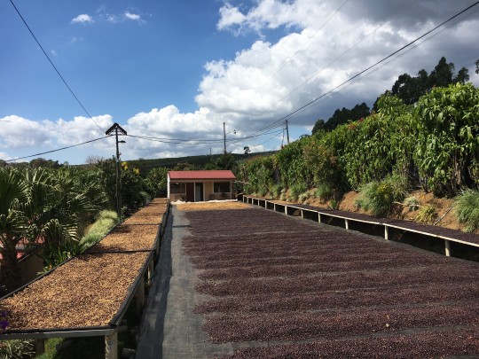Cumbres del Poas specialty coffee farm in Costa Rica