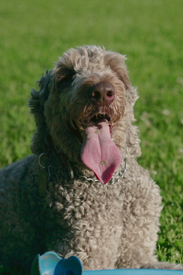 labradoodle on Tumblr