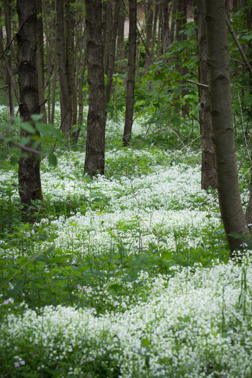 wanderthewood: Wild garlic woods - Herten, North...