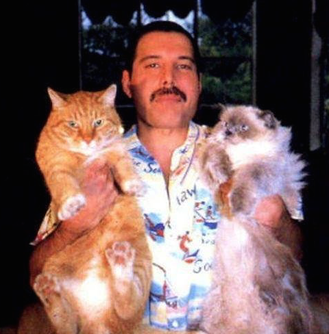 foxy-mulder:Freddie Mercury (Farrokh Bulsara) + cats...