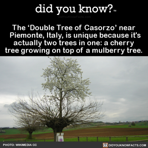 the-double-tree-of-casorzo-near-piemonte-italy