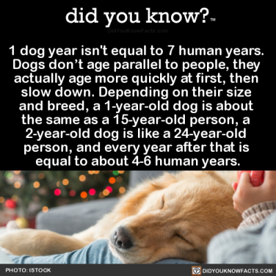 Less Than a Person and More Than a Dog