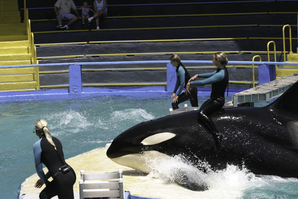 Orca Diva • save-lolita: “& this ladies & gents is how you...