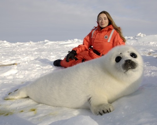 just baby harp seals