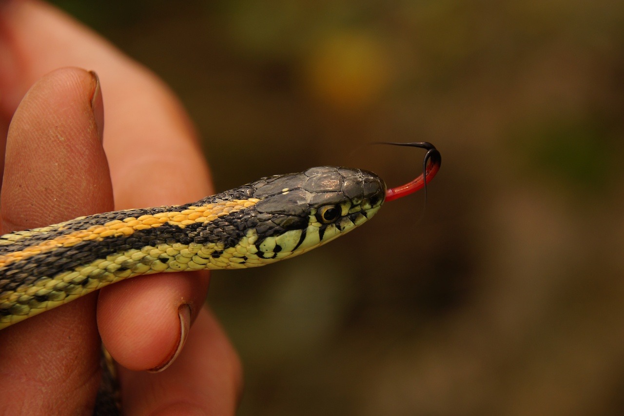 #ScienceSaturday: Amphibian and Reptile... | My Public Lands