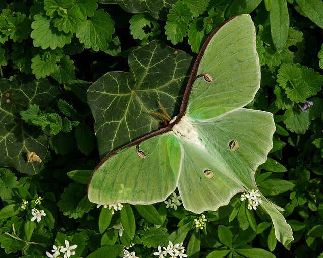 wapiti3: â€œ The Ephemeral Luna Moth on Flickr. Via Flickr: source-pentax forums â€