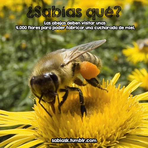 Sab As Que Curiosidades Las Abejas Deben Visitar Unas Flores