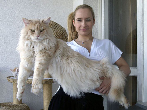 awesome-picz:Maine Coon Cats That Will Make Your Cat Look...