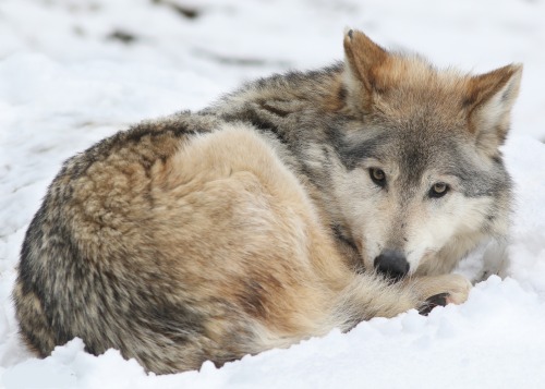 beautiful-wildlife:Wolf Lying in Snow by Mark Dumont