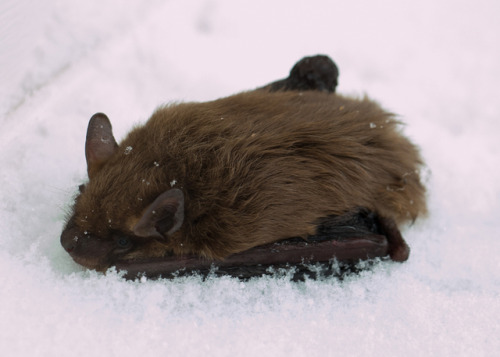 thelovedoesntquenchtherage:kochamchleb:A bat away from its...