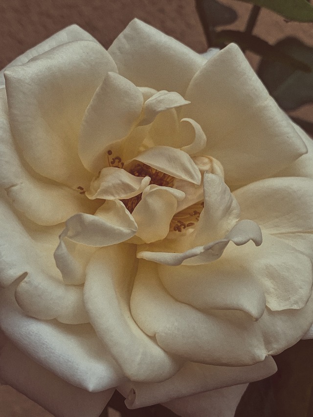 blooming white rose | Tumblr