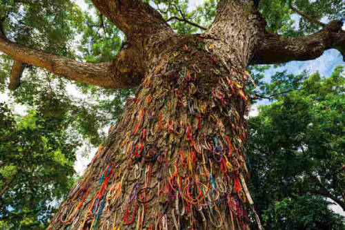 berghahnbooks:Photos Of Extraordinary Trees Around The World