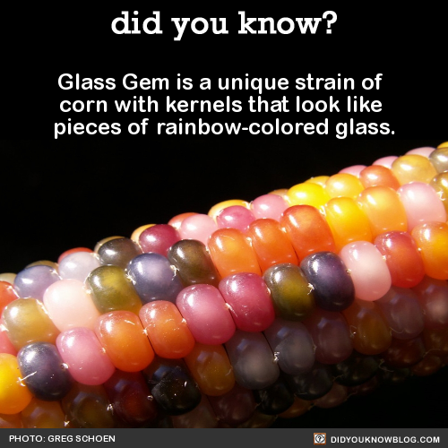 did-you-kno:Glass Gem is a unique strain of corn with kernels...