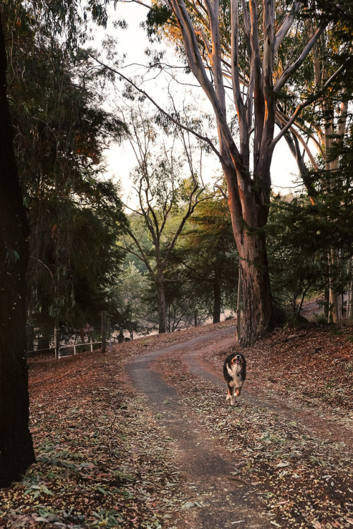 My first Sony adventure with my parents puppy Jackson. Not the...