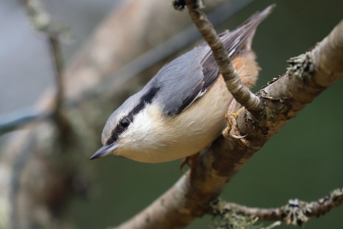 michaelnordeman:Eurasian nuthatch/nötväcka.