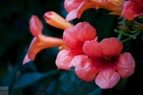 Flowers in Vrsar, Croatia