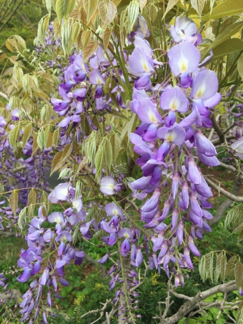 Wisteria in bloom