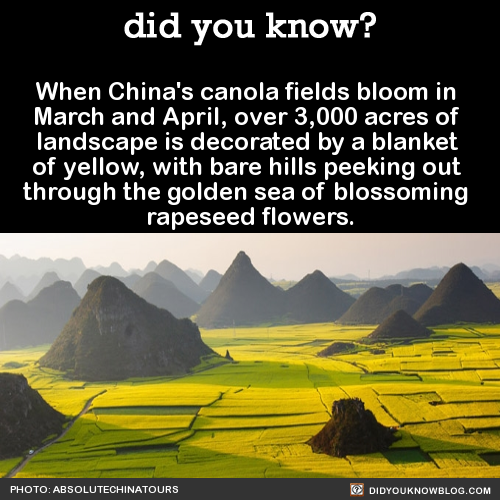 when-chinas-canola-fields-bloom-in-march-and