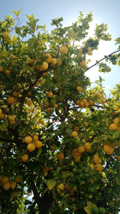 bigyoshienergy:startwerk17:My neighbor’s lemon tree looked so...