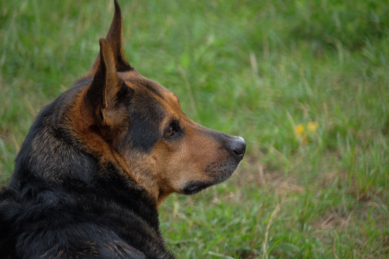 3 1 2 German Shepherds