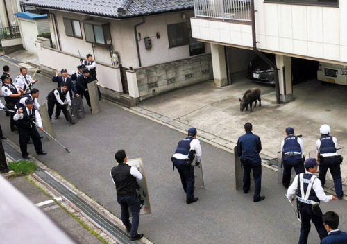 kogumarecord:長野）暴走イノシシ大捕物　長野中心部、１人けが：朝日新聞デジタル