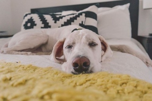 Sunday mood! #lazysundays#relaxitssunday#doggiecuddles –...