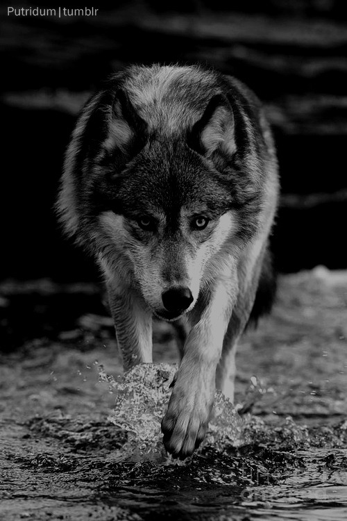 dark wolf on Tumblr