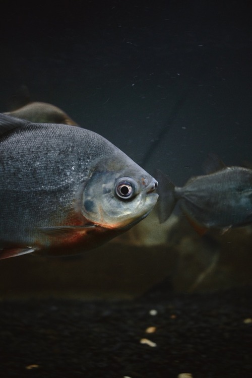 telescope goldfish red belly