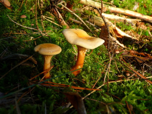shroomlings
