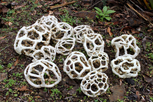 end0skeletal:Weird Fungi Part 2 (Part 1 Here)1. Birds Nest2....