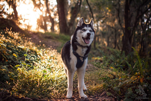 huskyhuddle:Anna Banana in the woods