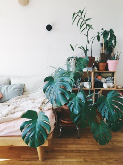 Indoor plants