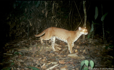 African Golden Cat Tumblr