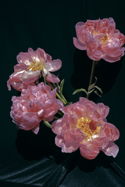 duxuebing