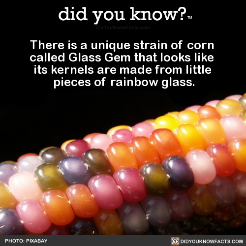 did-you-kno:There is a unique strain of corn called Glass Gem...