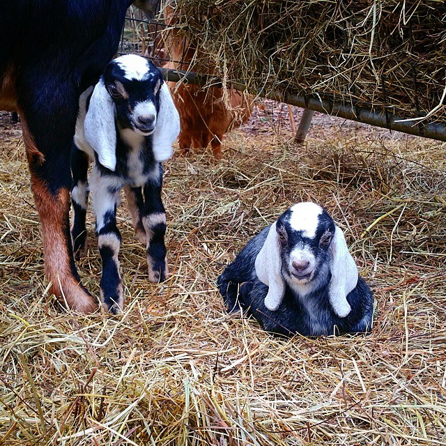 Grumpy Goats — Ziggy’s twins only six days old. #nubian #kid...