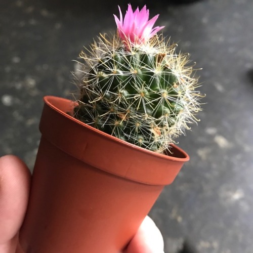 pink cactus aesthetic | Tumblr
