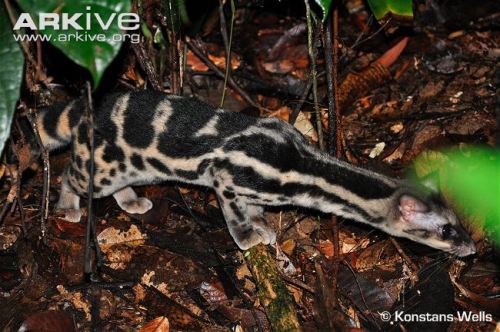 deermary:The Banded Linsang (Prionodon linsang), or...