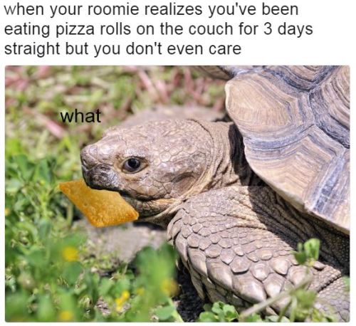 cute turtles on Tumblr