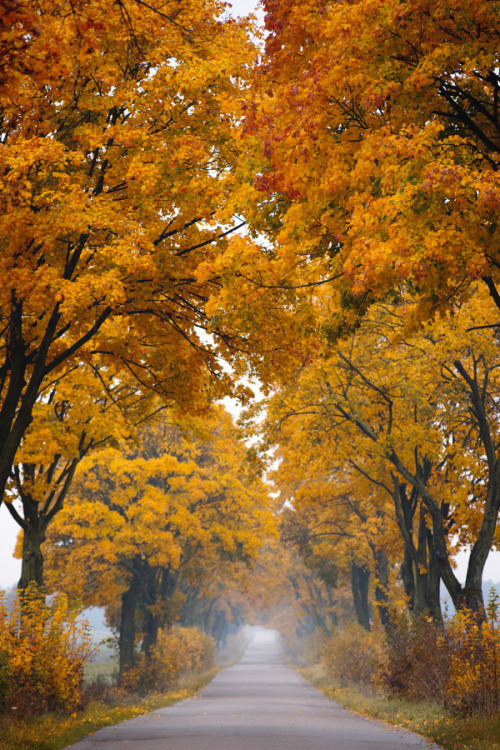 outdoormagic:Fall road. by Piotr Skubisz