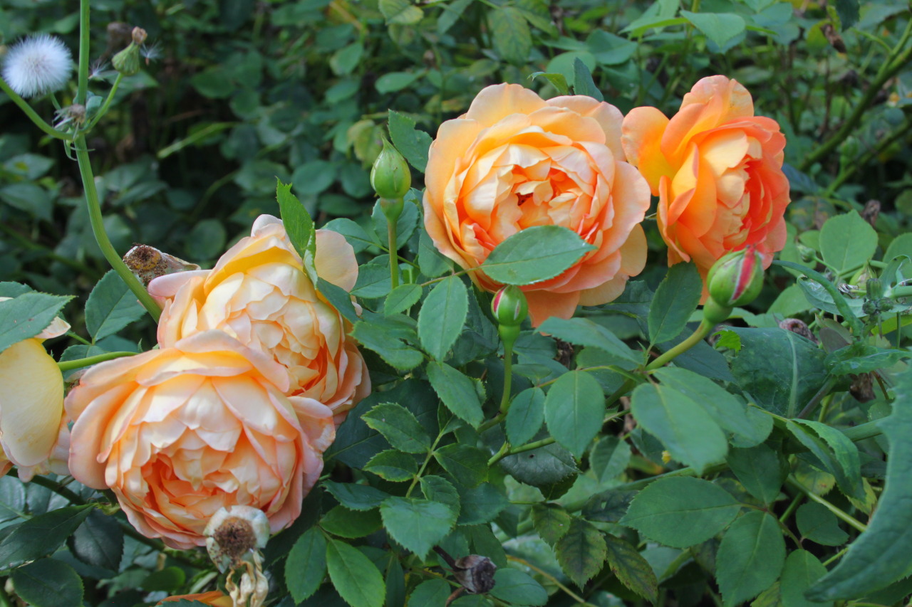 GOLDEN OPPORTUNITIES - bloomsandfoliage: English rose, cultivar ‘Lady...
