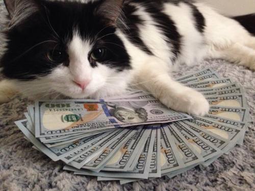 Hear No Evil Cat Meme Hear No Evil Cat Meme